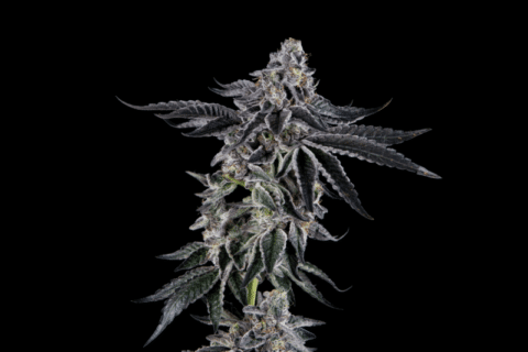 Mosca Seeds James Loud Collab Sugar Fly