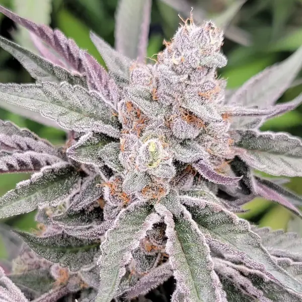 jamz cannabis seeds by in house genetics