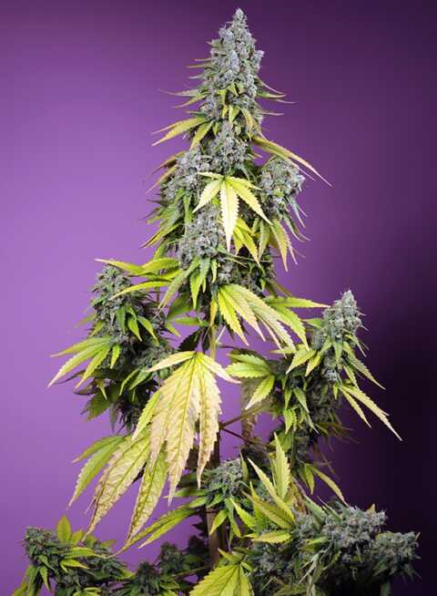 Cannabis plant with buds, yellowing leaves, and a purple background, showcasing hints of Jet Fuel Mandarine XL Auto (F) aroma.