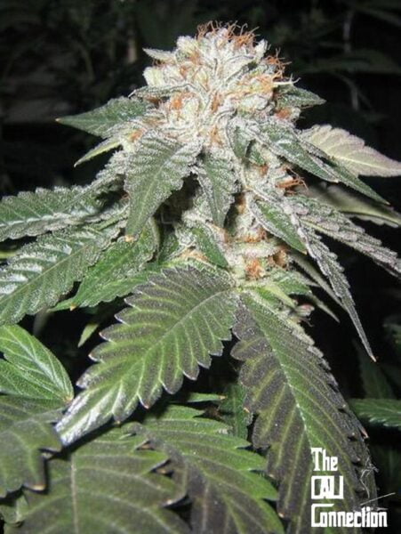 Close-up of a cannabis plant with frosty, trichome-covered buds and green, serrated leaves. The logo "The Cali Connection" is visible in the bottom right corner. This Julius Caesar (F) strain promises a majestic experience.