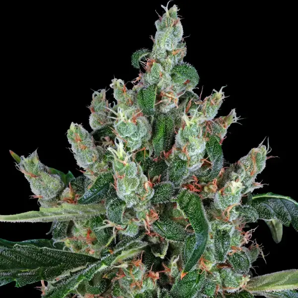 Laughing Buddha (F) by Barney's Farm