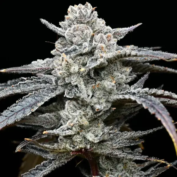 Lemon Cherry Gelato (F) by Barney's Farm
