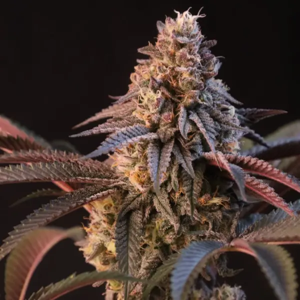 lemon cherry runtz cannabis seeds by fast buds