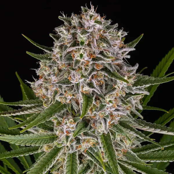 Lemon Haze Auto by Barney's Farm