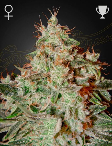 Greenhouse Seed Co. Lemon Skunk