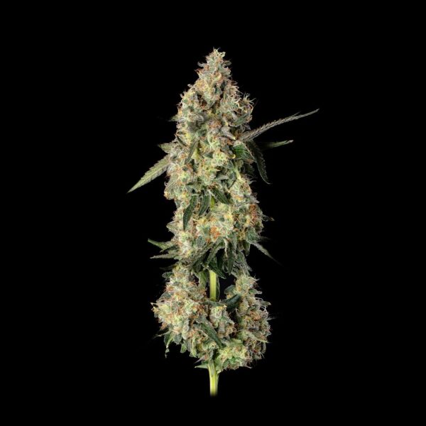 lemon smuggler cannabis seeds by happy valley genetics