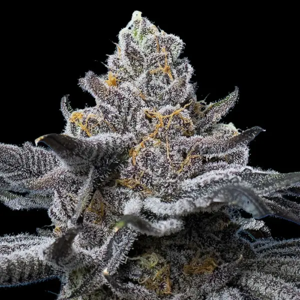 LFG Cannabis Seeds by Barney's Farm