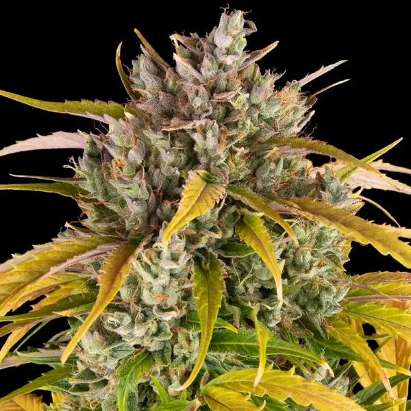 LSD Auto by Barney's Farm