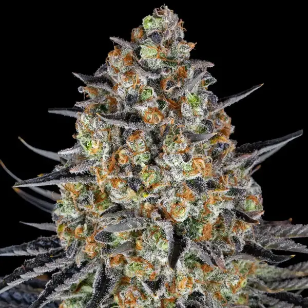 LSD (F) by Barney's Farm