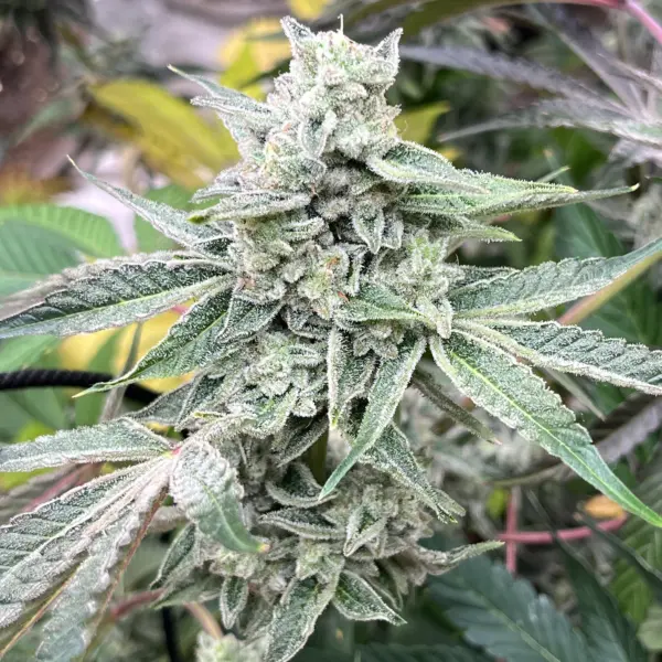 Magnolia Motel Cannabis Seeds by Elev8 Seeds