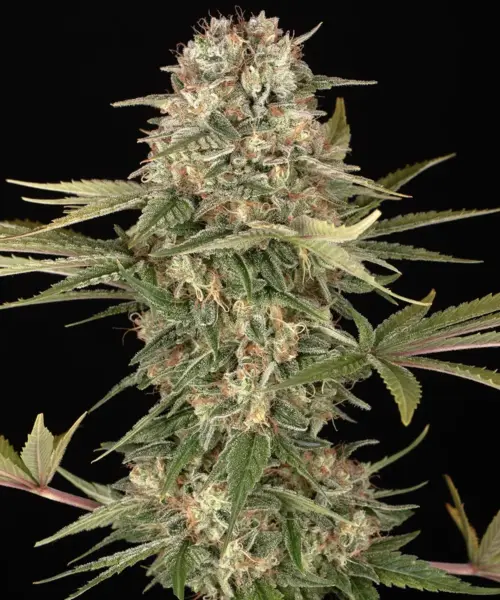 Master Kush Cannabis Seeds by Barney's Farm
