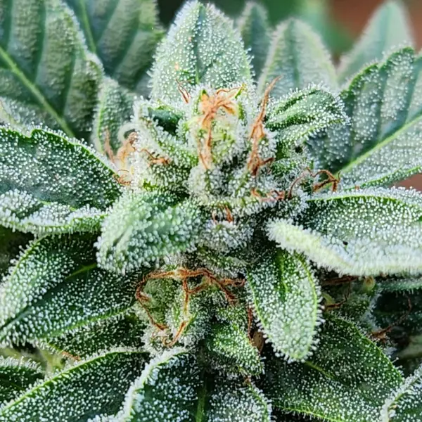 maui gashound cannabis seeds by sticky finger seeds