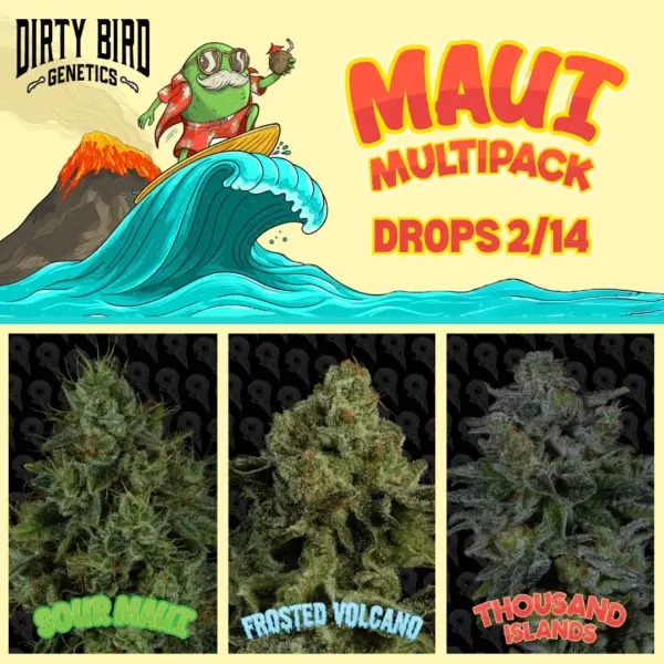 Maui Multipack (F) by Dirty Bird Genetics