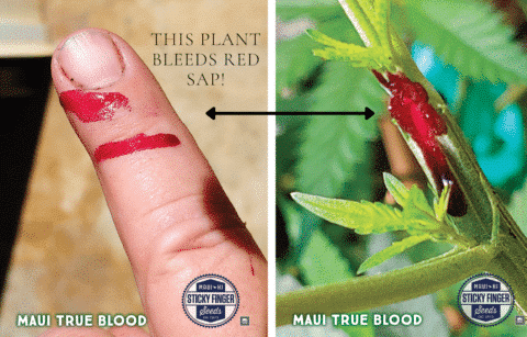 Maui True Blood (R) by Sticky Finger Seeds