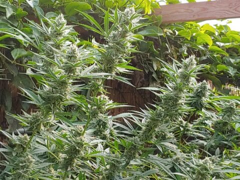 Maui Wowie 2.0 (R) by Sticky Finger Seeds