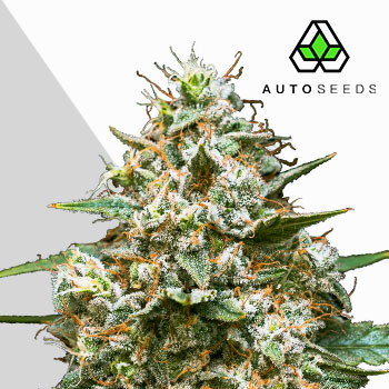 maui wowie cannabis seeds by auto seeds