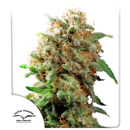 Close-up image of a Mazar (F) cannabis bud with dense trichomes and orange pistils, set against a white background. Dutch Passion Seed Company logo in the bottom left corner.