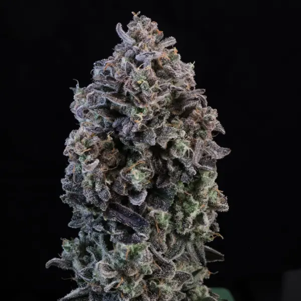Mendo Breath Auto Cannabis Seeds by Atlas Seed
