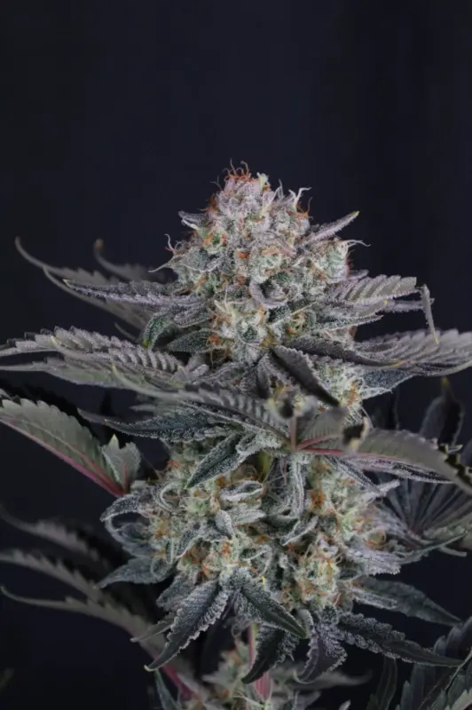 Mendo Frost Cannabis Seeds by Fastbuds