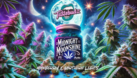 TasteBudz > Midnight Moonshine cannabis seeds, marijuana seeds, weed seeds