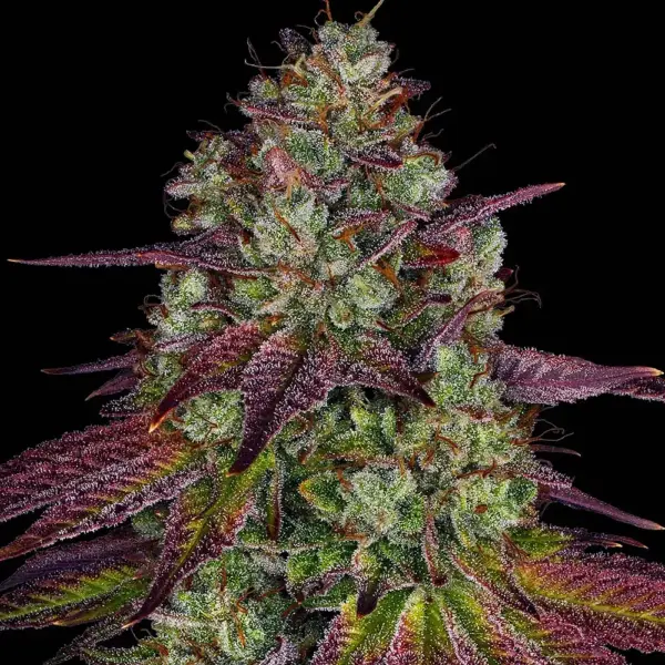 Mimosa EVO (F) by Barney's Farm