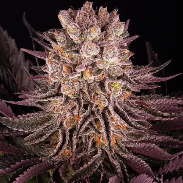 Mimosa x Orange Punch (F) by Barney's Farm