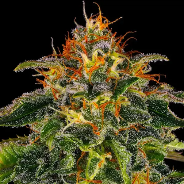 Moby Dick (F) by Barney's Farm