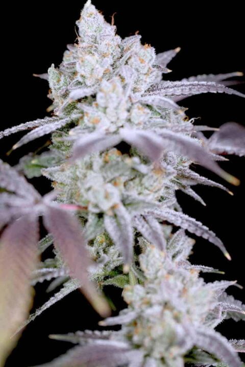 Sin City Seeds Modified Mints