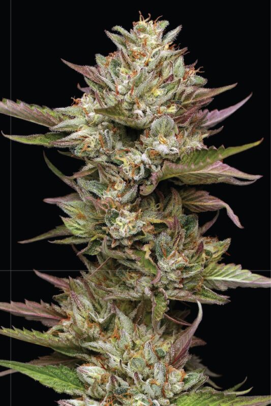 Humboldt Seed Co > Moon Fog