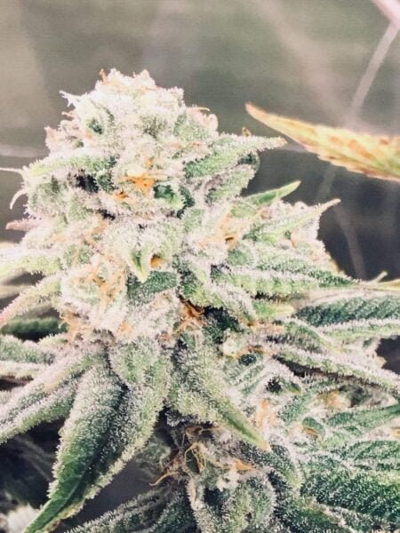Diamondnugz Moon Man