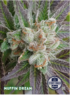 Muffin Dream (R) by Sticky Finger Seeds