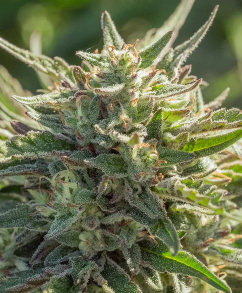 Mythic Cheetah Fast Cannabis Seed by Atlas Seed