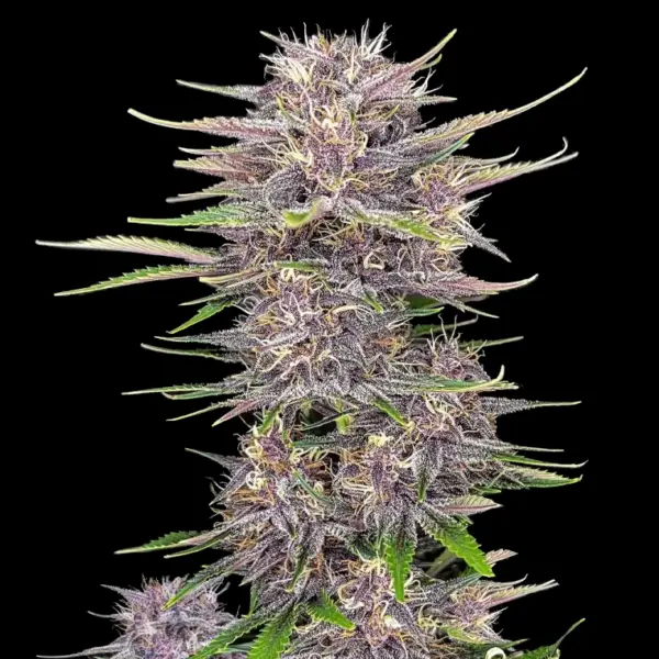 Banana Purple Punch Auto by Fast Buds