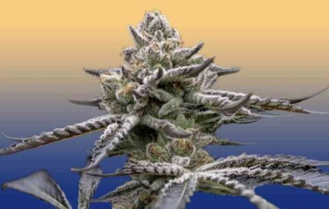 Close-up of a frosty, dense Blumosa S1 (F) cannabis bud against a gradient background transitioning from orange at the top to blue at the bottom.