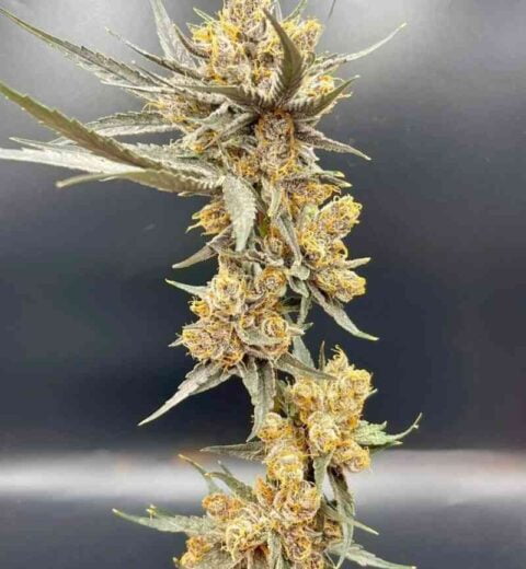 In House Genetics Cherry Whip