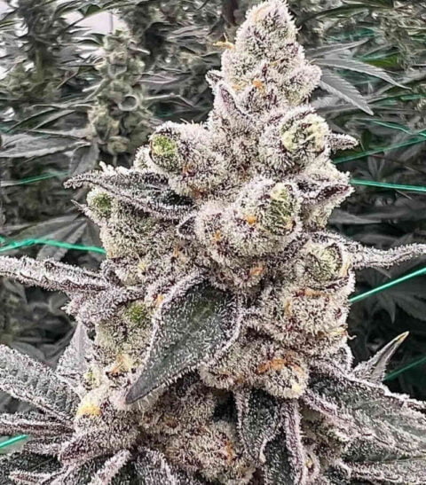 Close-up of a Double Delight (F) trichome-covered cannabis plant with dense, frosty buds and green leaves.
