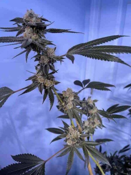 In House Genetics Fiddle Faddle