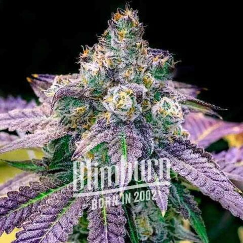 Close-up of a Fruity Pebbles (F) cannabis plant with purple and green leaves and frosty trichomes. The text "Dim Bud, Born in 2002" is overlaid on the image.