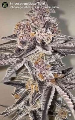 Close-up of a frosty King Kush Breath V2 (F) cannabis plant with purple and white hues, showcasing dense buds covered in trichomes.