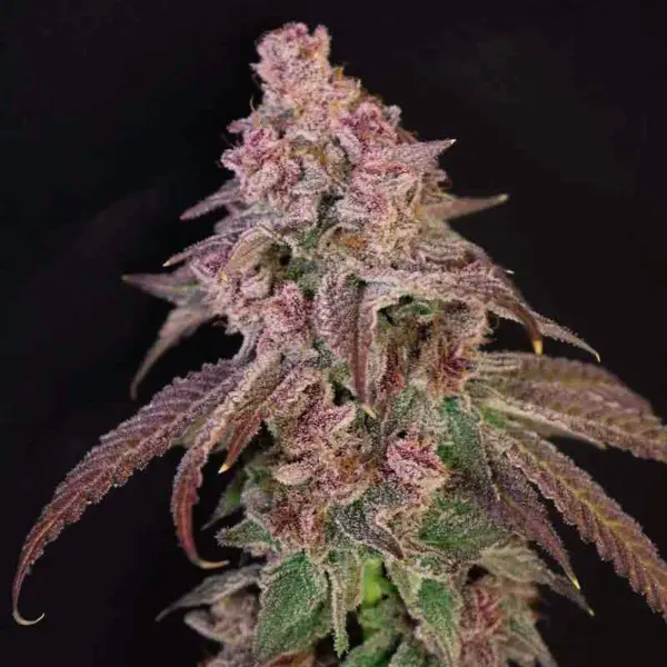 louisana pine feminized cannabis seeds by lovin in her eyes