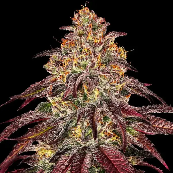 Mimosa X Orange Punch Auto by Barney's Farm