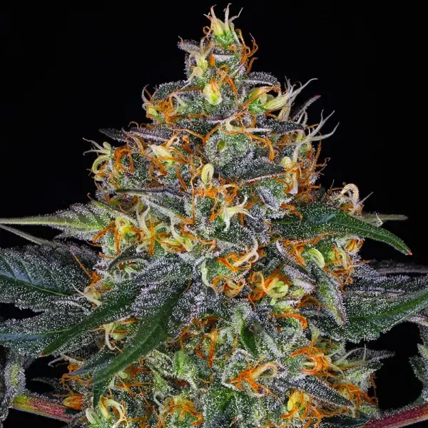 Moby Dick Auto by Barney's Farm