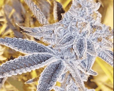 In House Genetics Platinum Dosi