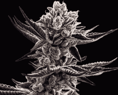 In House Genetics Platinum Kush Breath