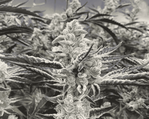 Platinum Kush Breath Remix