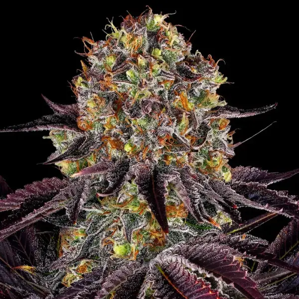 Runtz X Layer Cake (F) by Barney's Farm