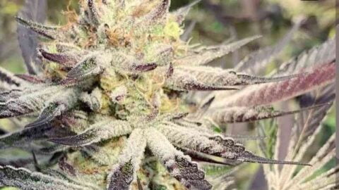 Close-up of a mature Slurricane #7 S1 (F) cannabis bud covered in trichomes, with visible green and purple leaves.