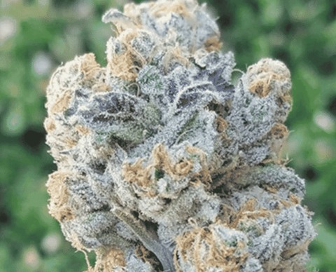 In House Genetics Slurricane