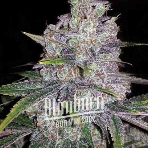 Close-up of a Black Sugar (F) cannabis plant covered with dense trichomes and purple hues. The text "Blimburn, born in 2002" is overlaid at the bottom of the image.