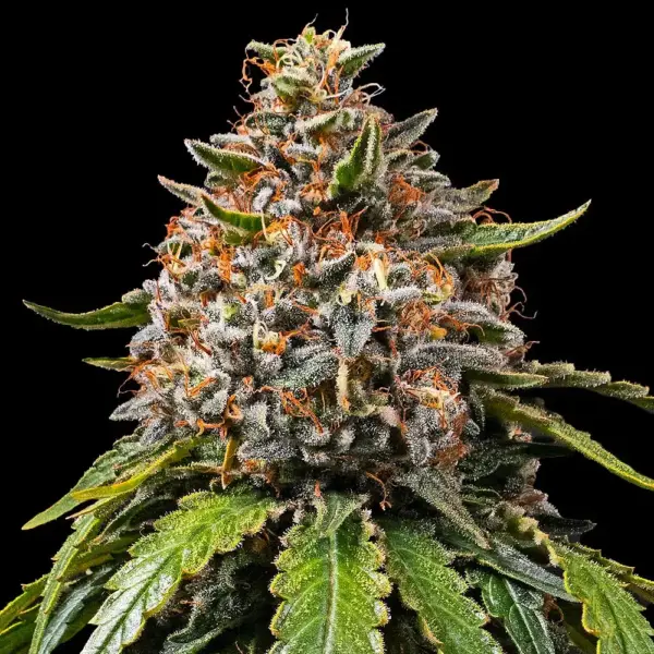 White Widow XXL (F) by Barney's Farm